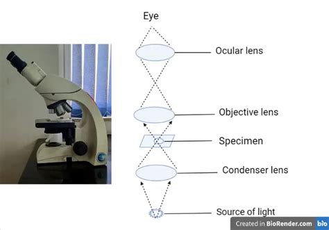 field of view for microscope|how to use a light microscope.